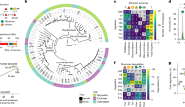 Synergistic degradation of fucoidans in the ocean