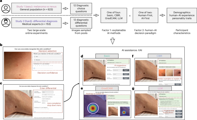 Divergent impacts of explainable AI for dermatological diagnosis on clinicians versus lay people