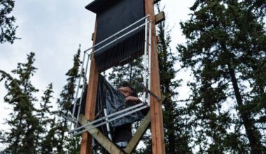 Outreach and Education Biologist, Carrie McClelland sets up a bat trap during a public bat banding event near Chadburn Lake on Friday, Aug. 7, 2026 (Photo by Noah Korver/Yukon News)
