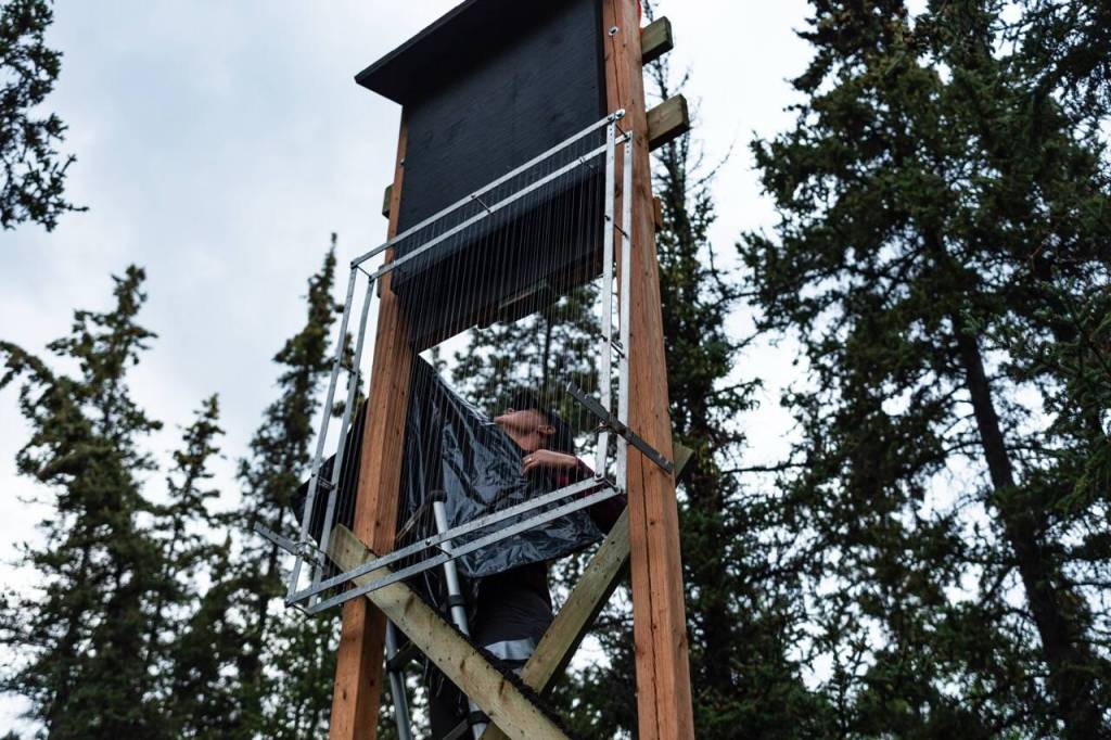 Outreach and Education Biologist, Carrie McClelland sets up a bat trap during a public bat banding event near Chadburn Lake on Friday, Aug. 7, 2026 (Photo by Noah Korver/Yukon News)