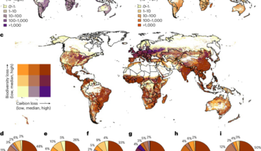 High-resolution carbon and biodiversity mapping shows correlated losses across space and agricultural products