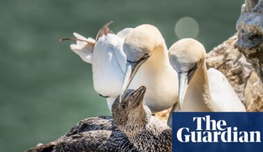 Scottish seabird hunt cancelled for first time in 400 years | Scotland