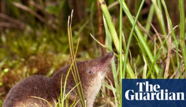 Shrews may grow bigger snouts in winter to cope with cold air, scientists say | Wildlife