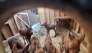 Six-pack of moose under great care at Medicine River Wildlife Centre