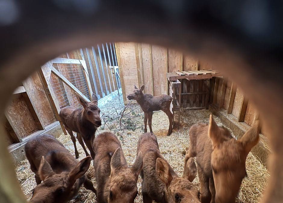 Six-pack of moose under great care at Medicine River Wildlife Centre