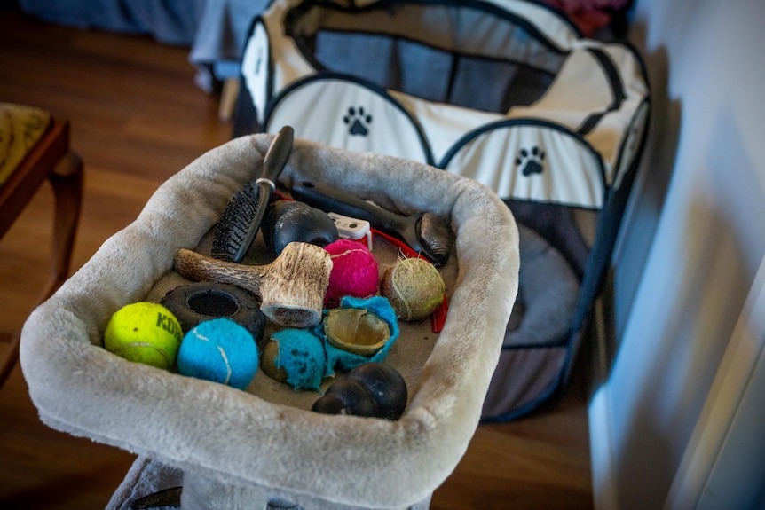 Dog toys in a basket.