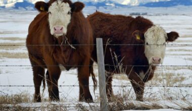 18-year-old charged after cattle rustling in southern Alberta: RCMP - CTV News