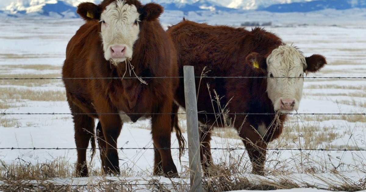 18-year-old charged after cattle rustling in southern Alberta: RCMP - CTV News