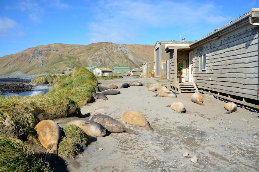 A dozen elephant seals sleep next to wooden station buildings on Macquarie Island.