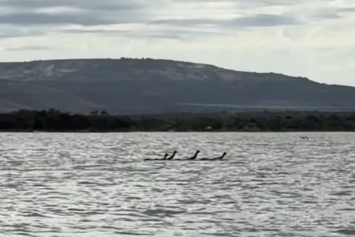 Long emu necks poking out of a river, with a hill in the background. Emus are at a distance to the camera.