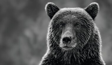 Calm bear looking at camera.