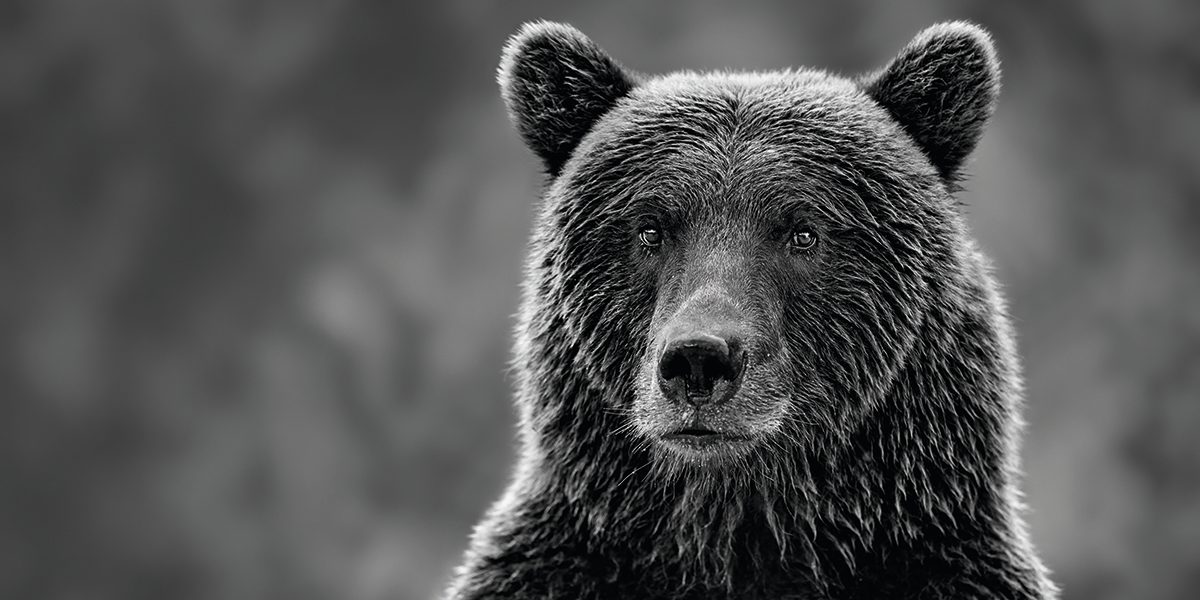 Calm bear looking at camera.
