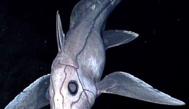 They’re a whopping 150 million years older than dinosaurs, look like a shark, have a tail like a rat, teeth like a rabbit and sharp, venomous spines 