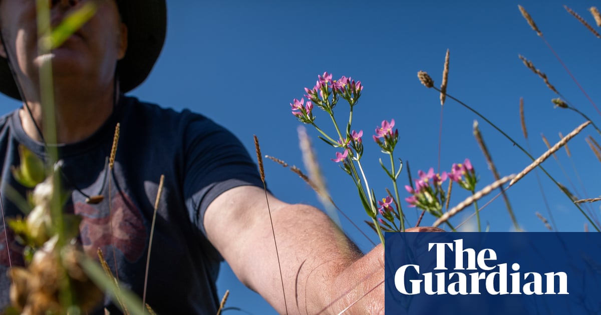 ‘I love it. It’s hope’: the mysterious self-willed wildflower meadow that seeded itself | Biodiversity