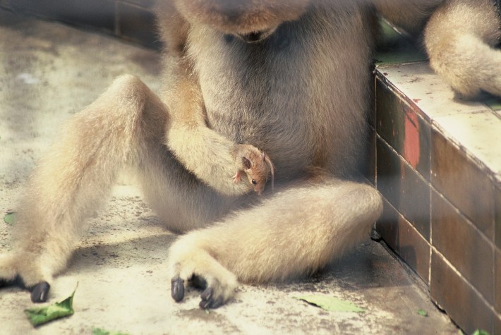 Femalenorthern white-cheeked gibbon (Nomascus leucogenys) holding amouse at the Shanghai Zoo, China