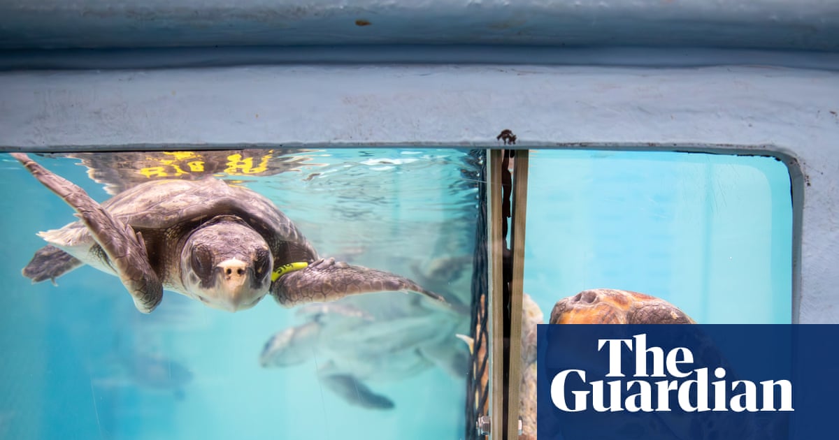 Hundreds of sea turtles are stranded in Cape Cod each year. An ‘amazing network’ has mobilized to help | US news
