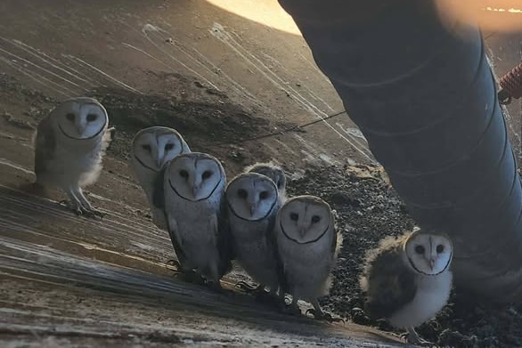 Grainy zoomed-in shot of seven fluffy owls with large round faces standing on a sloping metal surface, looking at camera.