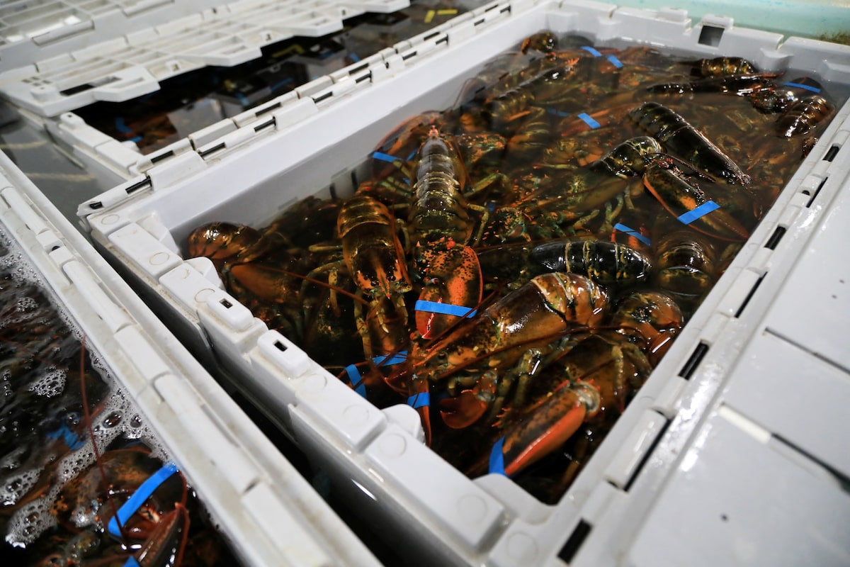 Ottawa reverses fish tariff plan over concerns it could hit Canada’s seafood processing industry