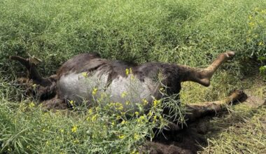 Two moose shooting cases under investigation