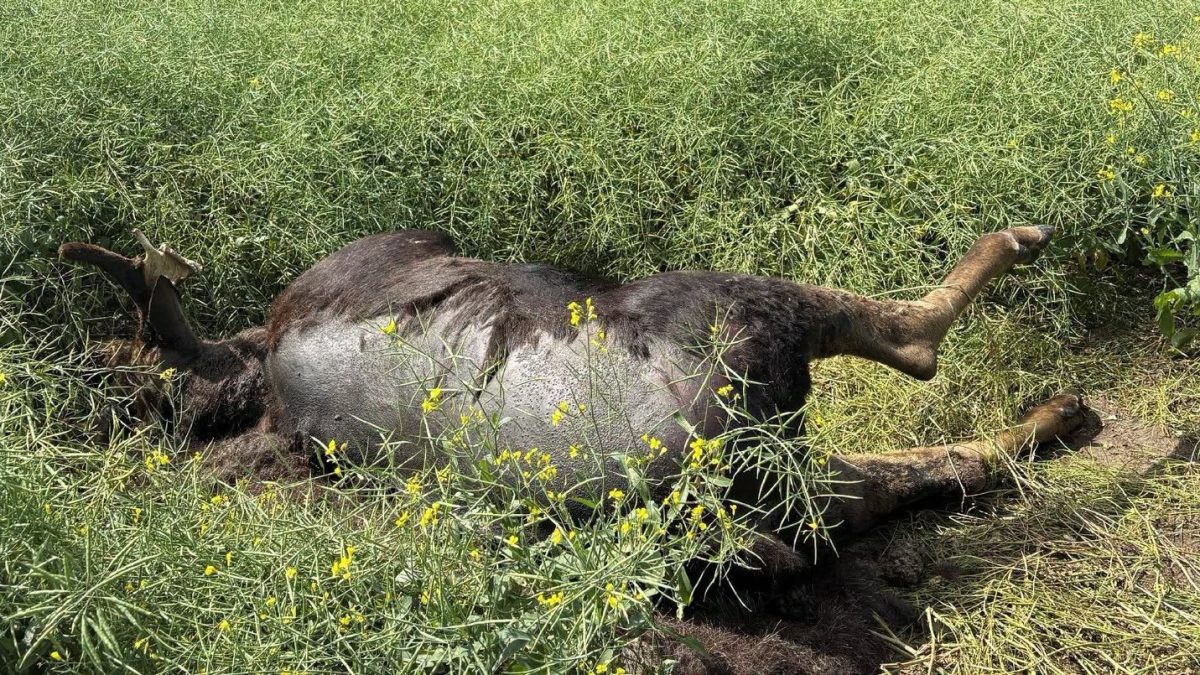 Two moose shooting cases under investigation