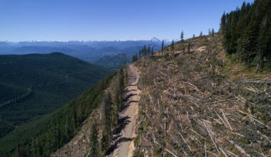 British Columbia is logging its last old growth. Protesters are sleeping in the road to stop it