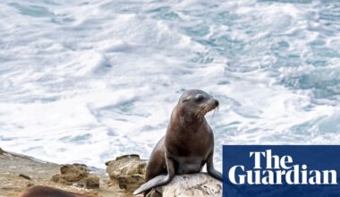 Teenager pleas guilty to attacking California sea lion in viral video | California