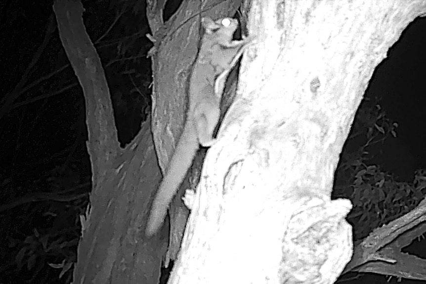 Night vision shows a sugar glider running up a tree.