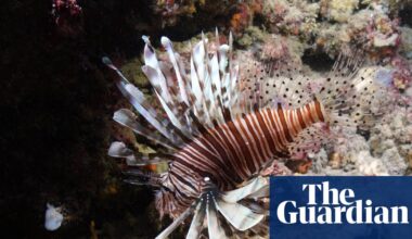 Carbon pollution has fuelled ‘massive expansion’ of marine heatwaves in Europe, study finds | Oceans