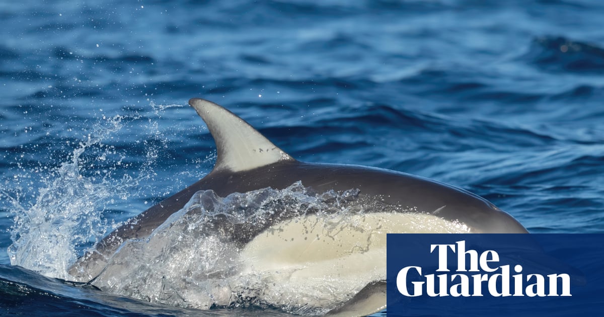 Dolphin dies from H5 bird flu in SA as researchers withdrawn from sub-Antarctic island over ‘psychosocial risk’ | Bird flu