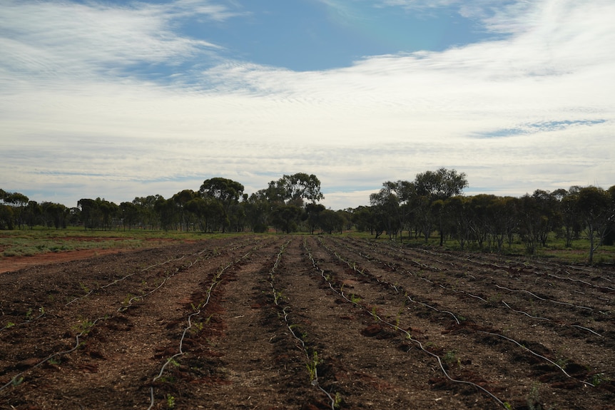 A field of newly planted saplings in red dirt