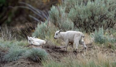 ‘Iconic’ wildlife living near evacuated B.C. community ‘thought to have escaped fire’ - CTV News