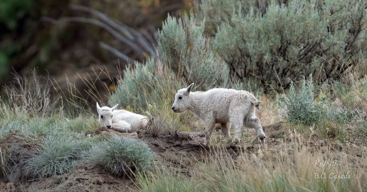 ‘Iconic’ wildlife living near evacuated B.C. community ‘thought to have escaped fire’ - CTV News