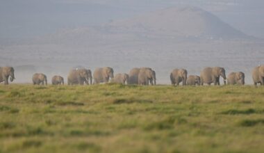 Kenya says 15 elephants died of cyanide poisoning after eating tomatoes from nearby farms - CTV News
