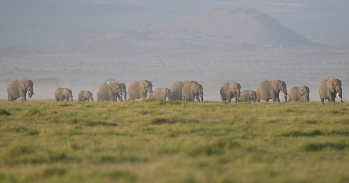 Kenya says 15 elephants died of cyanide poisoning after eating tomatoes from nearby farms - CTV News