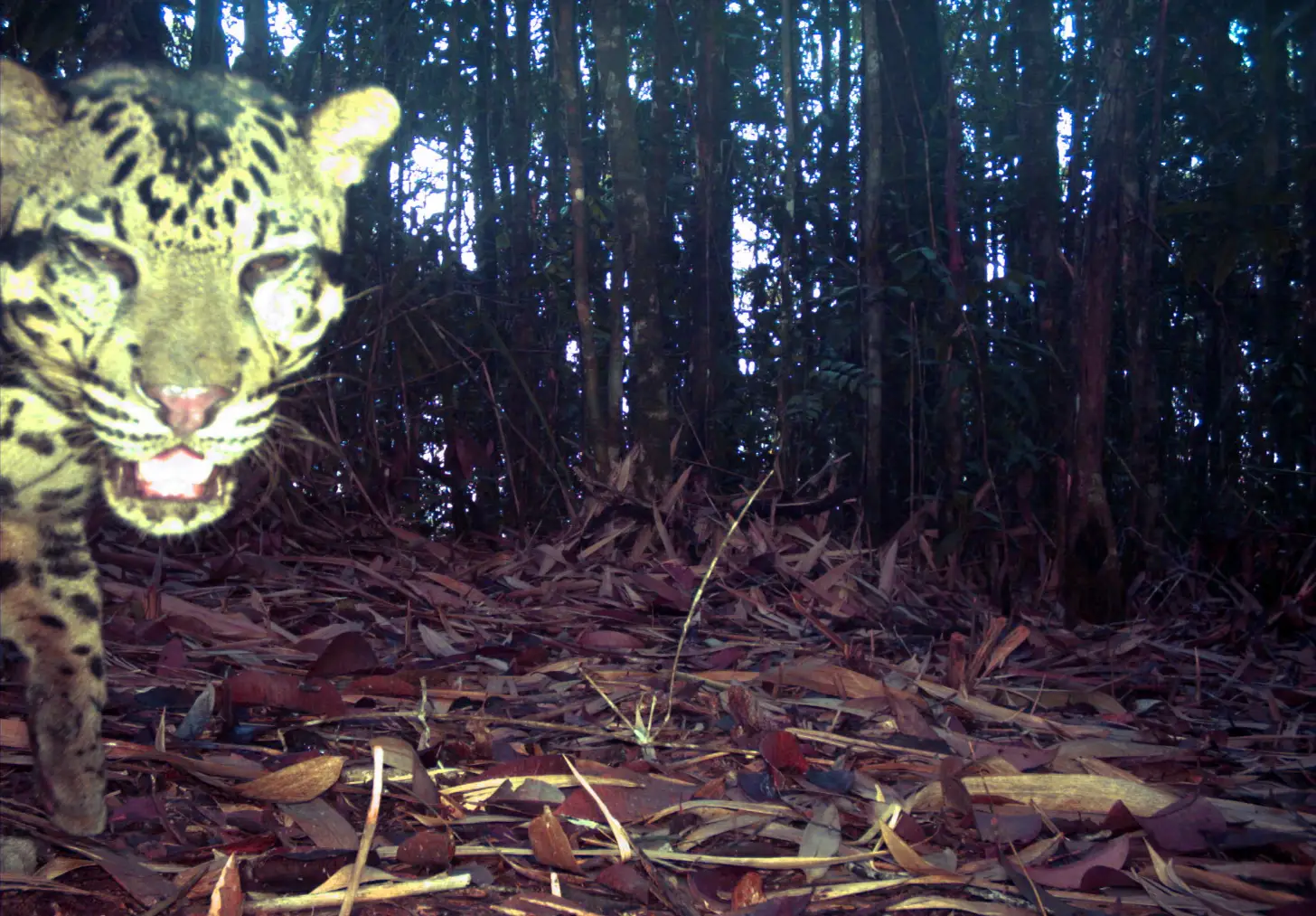 A leopard with spotted fur and open mouth faces the camera in a forest of tall trees, surrounded by fallen leaves and debris on the ground.