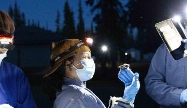 Joining the front line of the fight to save Canada's bats | Spare News