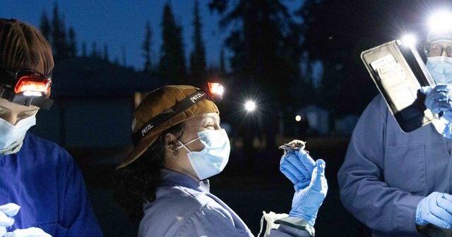 Joining the front line of the fight to save Canada's bats | Spare News