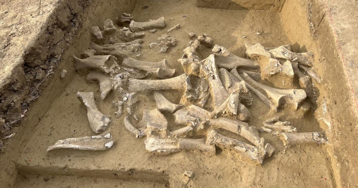 Ancient DNA shows Ice Age humans targeted female mammoths | News
