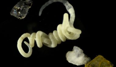 Nature’s original bioplastic is food for animals