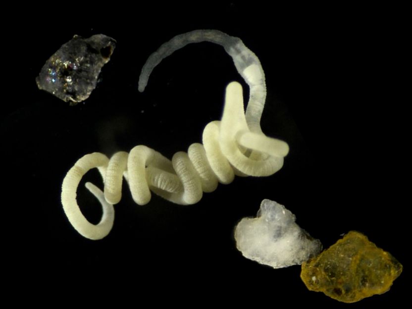 Nature’s original bioplastic is food for animals