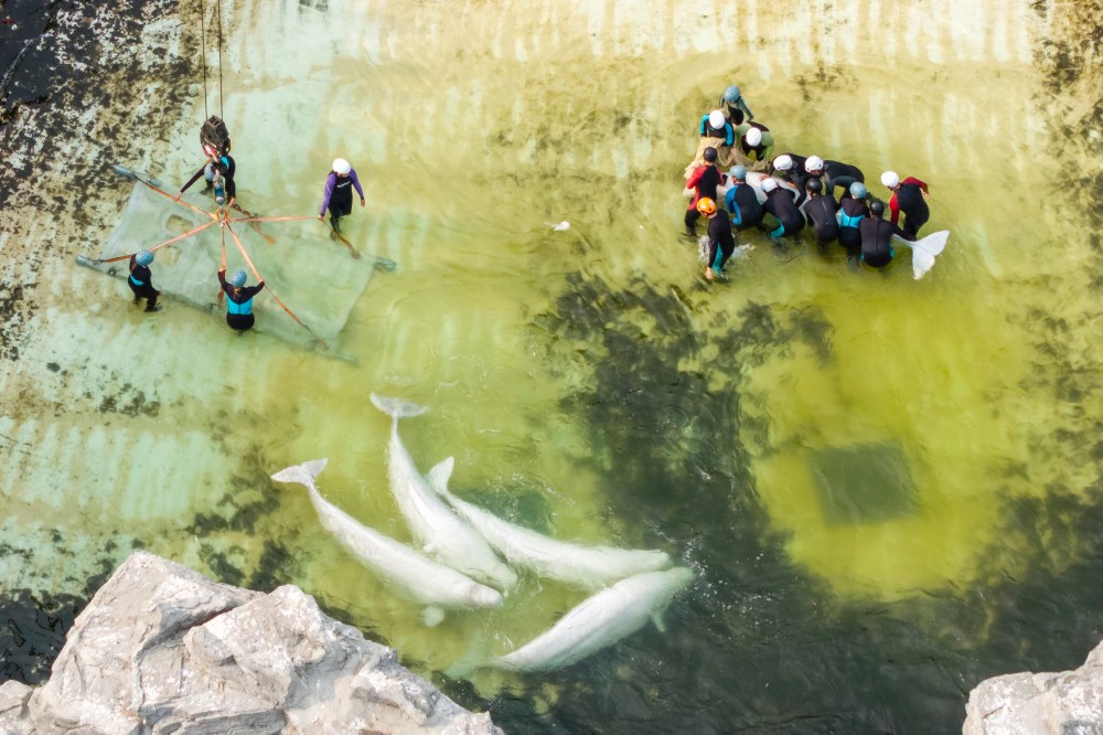 A beluga whale is transported by a group of experts from Marineland and U.S. aquariums onto a truck via a sling at Marineland in Niagara Falls, Ont., on Wednesday, Aug. 12, 2026. THE CANADIAN PRESS/Carlos Osorio