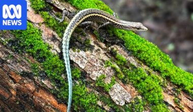 Endangered blue-tailed skinks released on Cocos (Keeling) Islands after facing extinction