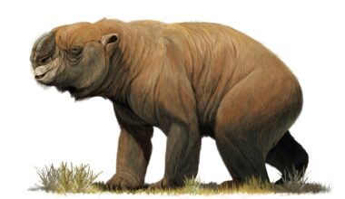The largest known marsupial, Diprotodon optatum, from the Pleistocene of Australia.