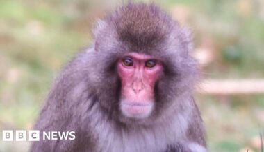 Escaped monkey returns to Highland Wildlife Park enclosure - BBC
