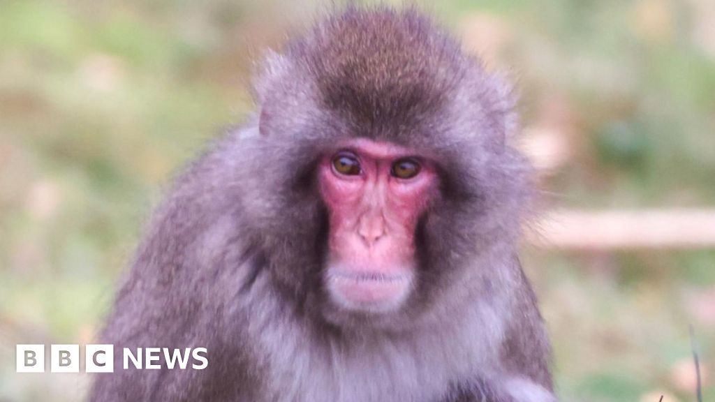 Escaped monkey returns to Highland Wildlife Park enclosure - BBC