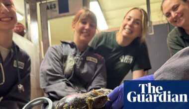 Toronto zoo announces birth of pygmy hippo calf, third for mother Kindia | Toronto