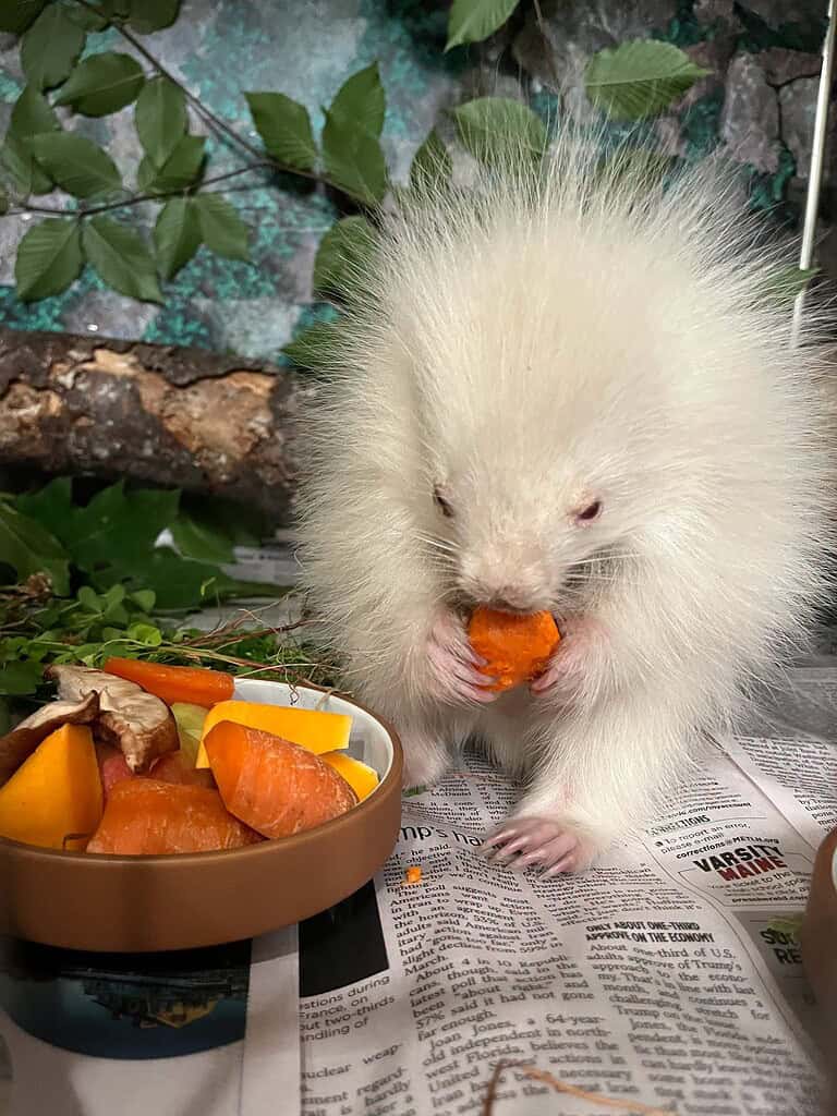Adorable hedgehog eating a piece of orange in a natural setting.