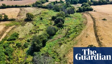Rewilded land remains green amid drought-stricken English countryside, images show | Rewilding