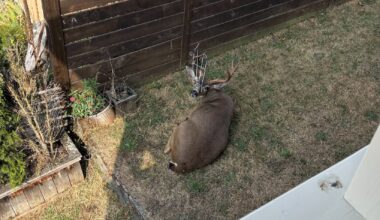 Oh deer: Garden fencing gets stuck on buck's face in Esquimalt
