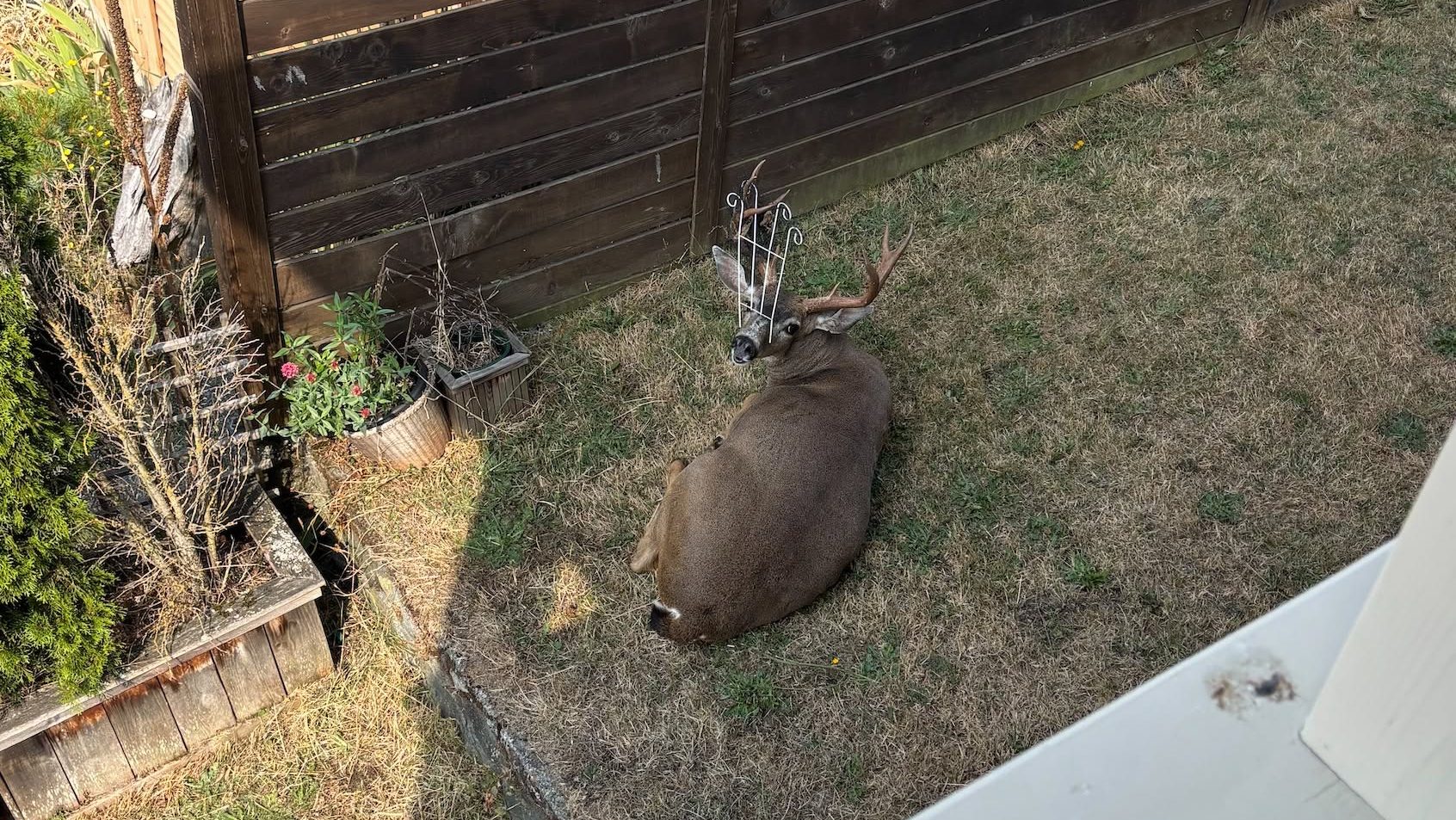 Oh deer: Garden fencing gets stuck on buck's face in Esquimalt